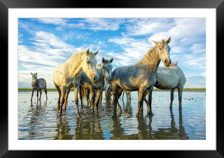 The Curious Camargue Herd Framed Mounted Print by Helkoryo Photography