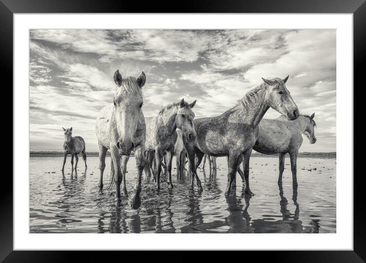 Curious Camargue Youngsters Framed Mounted Print by Helkoryo Photography