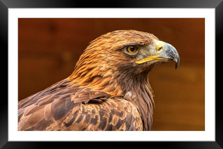 Golden Eagle 1 Framed Mounted Print by Helkoryo Photography