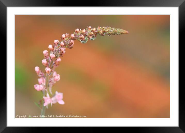 Ethereal Blossom after the rain Framed Mounted Print by Helkoryo Photography
