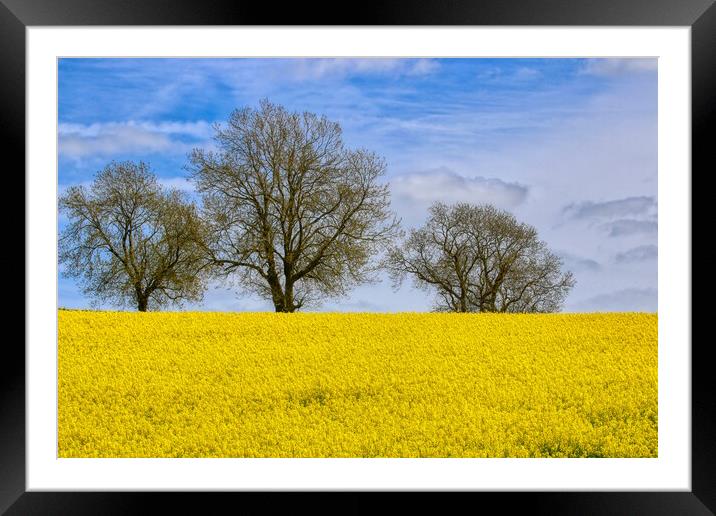 Fawsley Daventry's Golden Rapeseed Panorama Framed Mounted Print by Helkoryo Photography