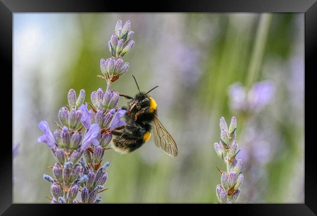 Bumblebee on the Lavender Framed Print by Helkoryo Photography