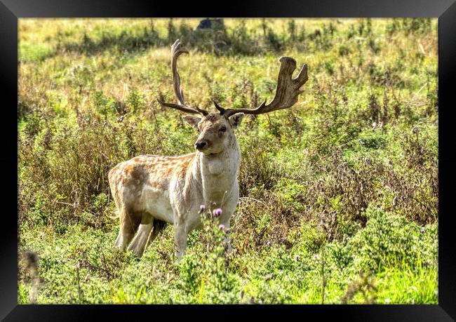 Deer Stag 1 Framed Print by Helkoryo Photography