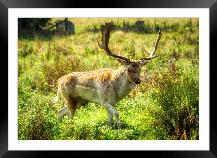 Dreamy Deer Stag Framed Mounted Print by Helkoryo Photography