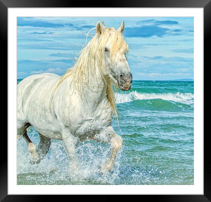 Trotting in the sea Framed Mounted Print by Helkoryo Photography