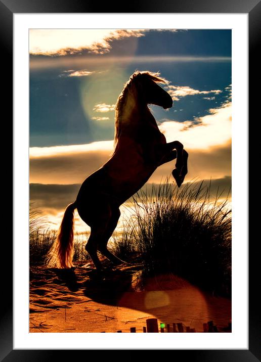 Stallion rearing silhouette Framed Mounted Print by Helkoryo Photography