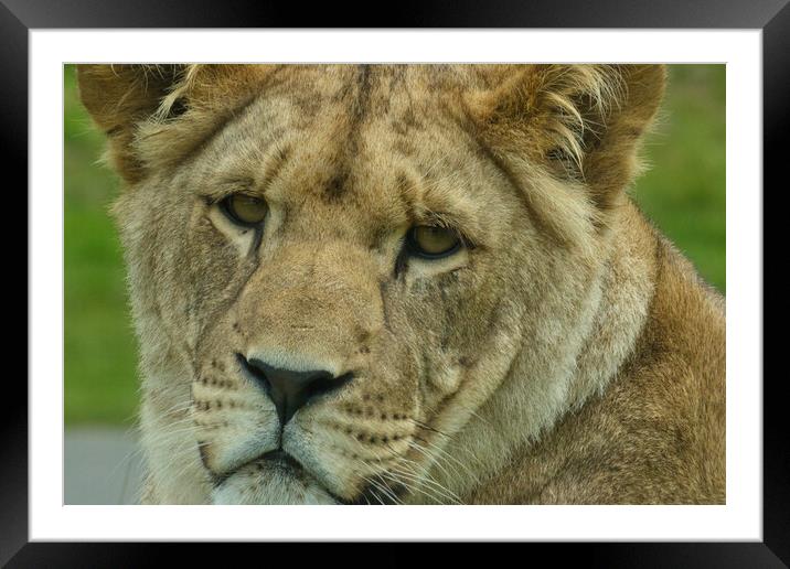 Young lion 3 Framed Mounted Print by Helkoryo Photography