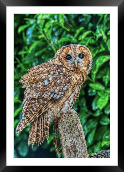 Tawny Owl 2 Framed Mounted Print by Helkoryo Photography