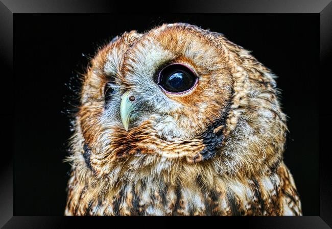 Tawny owl 7 Framed Print by Helkoryo Photography