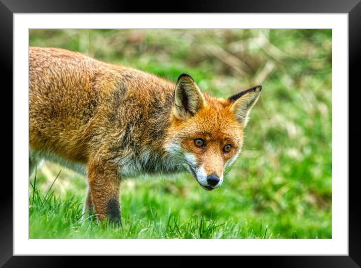 A fox standing in the grass Framed Mounted Print by Helkoryo Photography