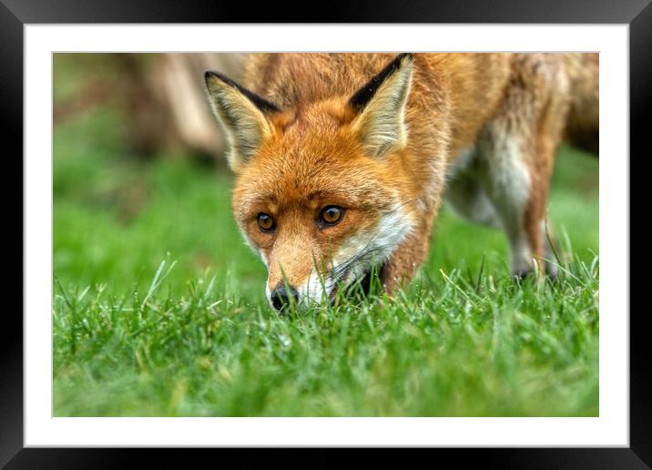 A red fox nose in the grass Framed Mounted Print by Helkoryo Photography