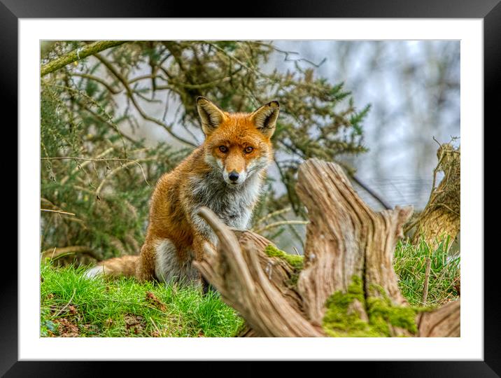 A fox sitting by a tree stump Framed Mounted Print by Helkoryo Photography