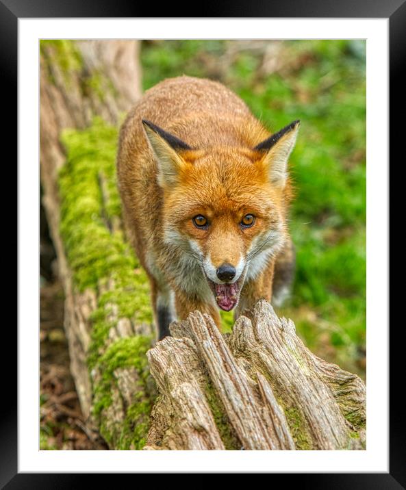 Red fox smiling Framed Mounted Print by Helkoryo Photography