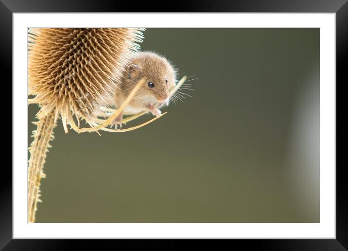 Harvest Mouse 4 Framed Mounted Print by Helkoryo Photography