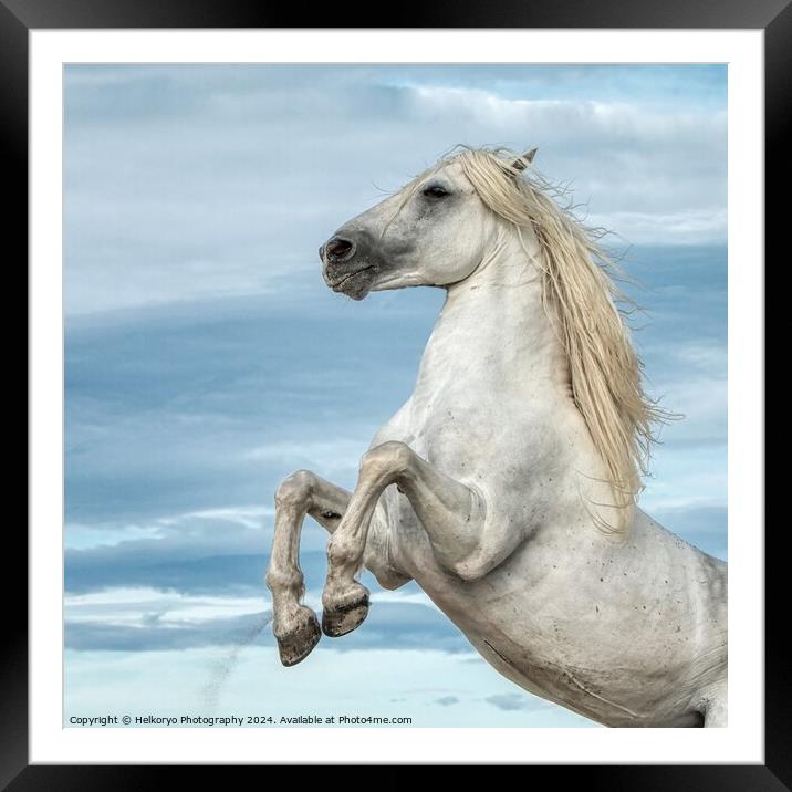 A close up of a horse rearing Framed Mounted Print by Helkoryo Photography