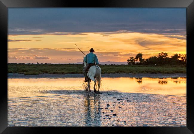 Camargue Gardian out in the Marshes Framed Print by Helkoryo Photography
