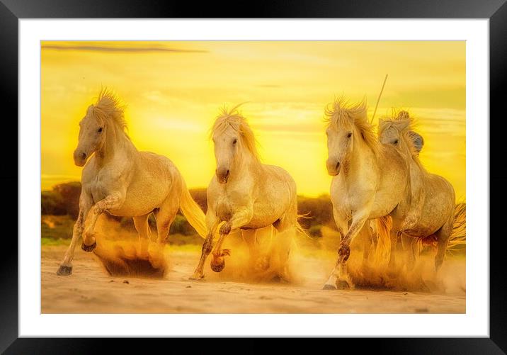 Sunset sand golden gallops Framed Mounted Print by Helkoryo Photography