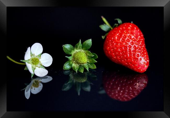 Strawberry lifecycle Storyboard  Framed Print by Helkoryo Photography