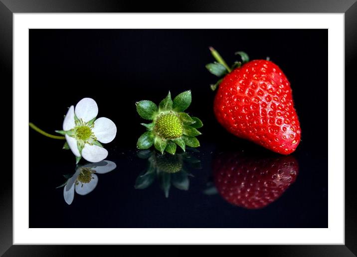 Strawberry lifecycle Storyboard  Framed Mounted Print by Helkoryo Photography