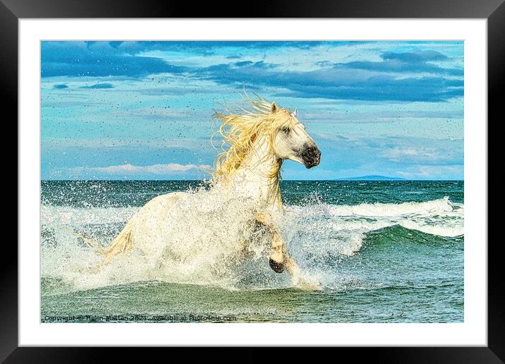 White Camargue Stallion in the Sea 1 Framed Mounted Print by Helkoryo Photography