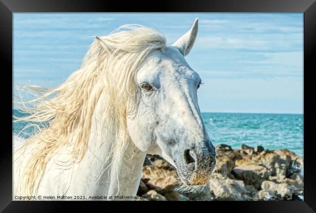 Camargue white stallion headshot by the sea Framed Print by Helkoryo Photography