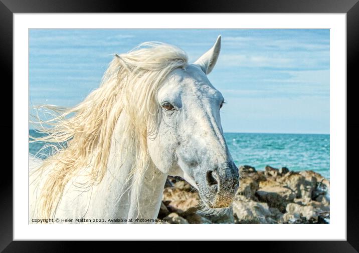 Camargue white stallion headshot by the sea Framed Mounted Print by Helkoryo Photography