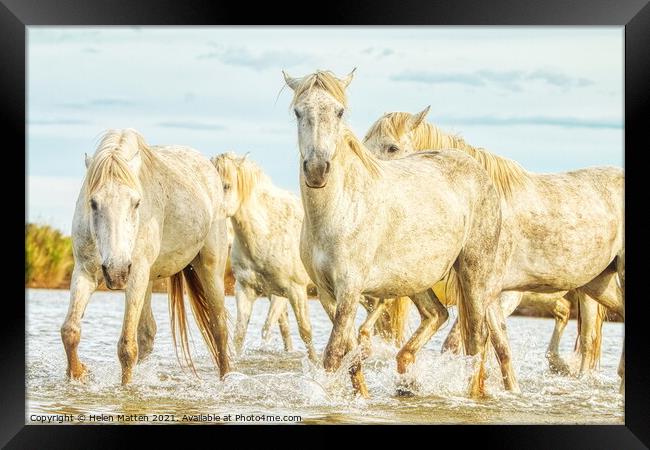 Camargue Horses in the Water Framed Print by Helkoryo Photography