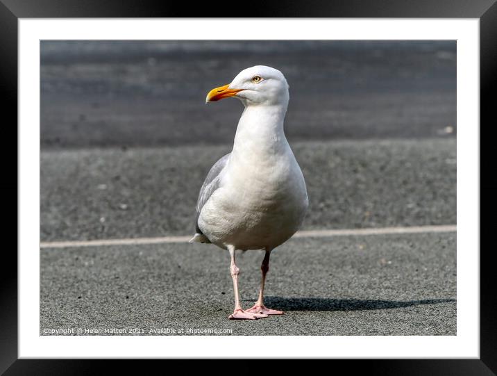 Seagull on Tarmac Framed Mounted Print by Helkoryo Photography