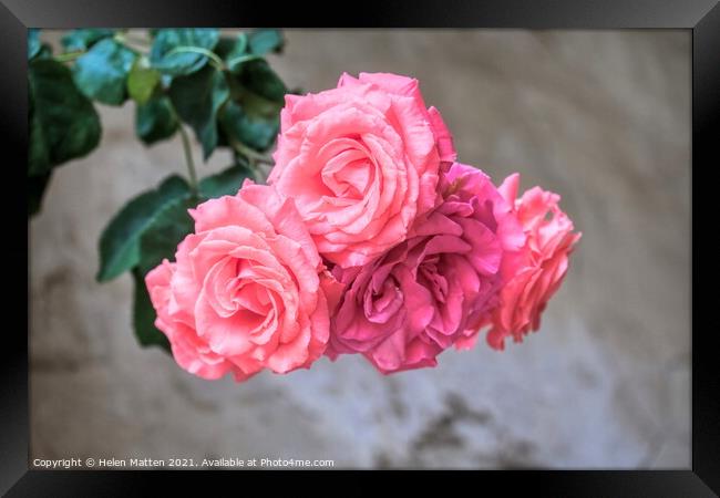 Petal Detailed Pink Rose Blooms Framed Print by Helkoryo Photography