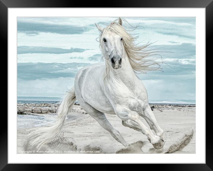 Camargue Stallion Cantering Head on in the Sand Pa Framed Mounted Print by Helkoryo Photography