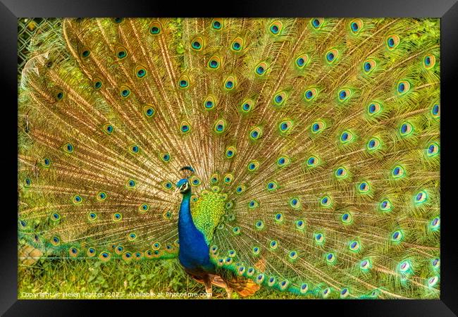 Indian Peacock Full Display Framed Print by Helkoryo Photography