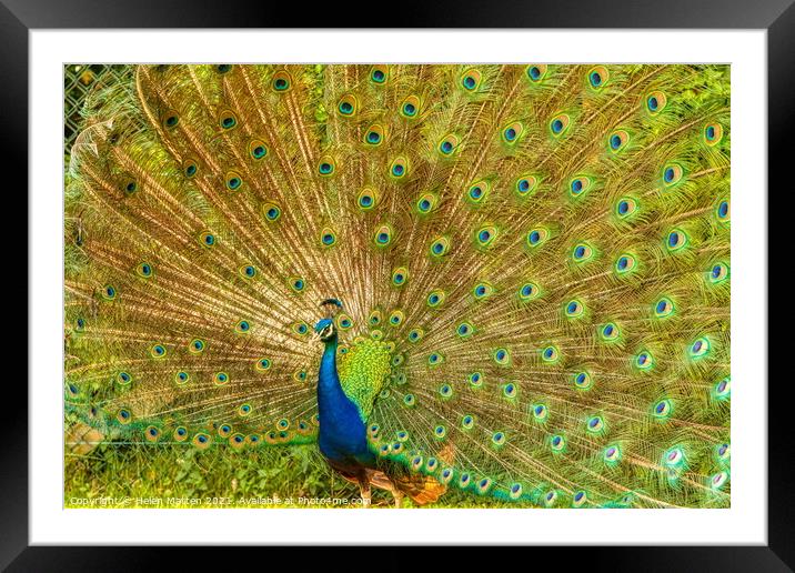 Indian Peacock Full Display Framed Mounted Print by Helkoryo Photography
