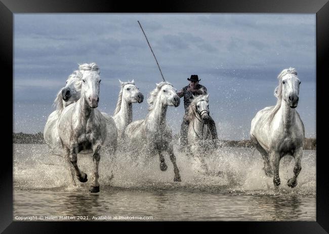 Wild Rounding up the Camargue white Horses Framed Print by Helkoryo Photography