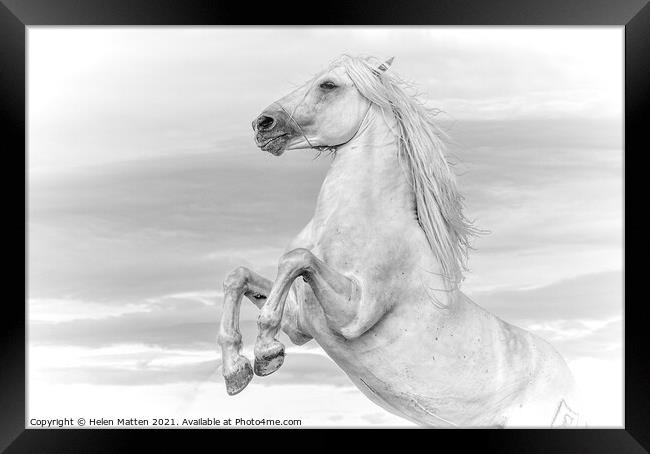White Camargue Stallion Rearing  Framed Print by Helkoryo Photography
