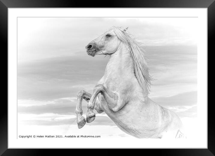 White Camargue Stallion Rearing  Framed Mounted Print by Helkoryo Photography