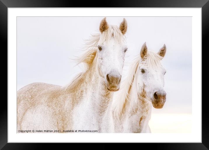 A close up of two white Camargue horses Framed Mounted Print by Helkoryo Photography
