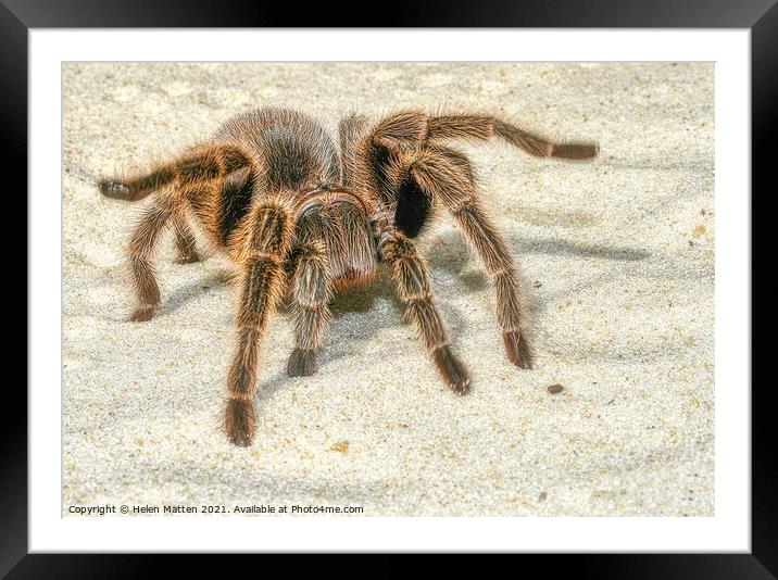 A close up of a Tarantula spider in the sand Framed Mounted Print by Helkoryo Photography