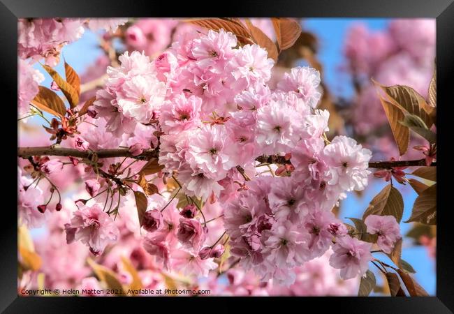 Cherry Blossom Framed Print by Helkoryo Photography
