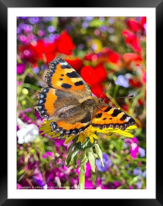 A colorful butterfly on a flower Framed Mounted Print by Libby  Plews 