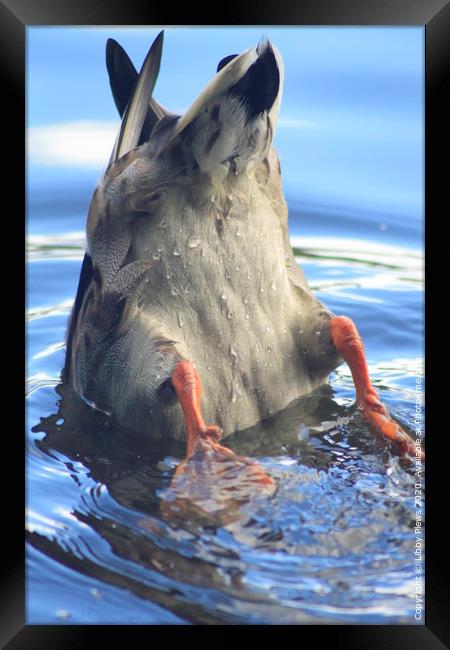 Bottoms up Framed Print by Libby  Plews 