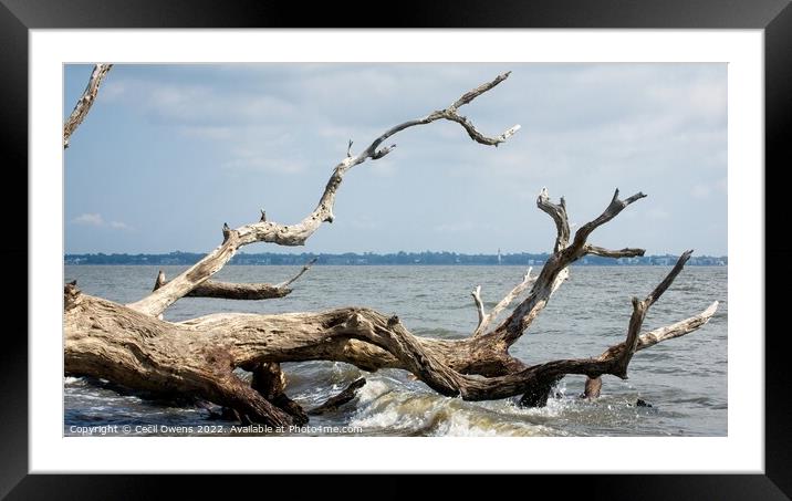 Driftwood Beach Framed Mounted Print by Cecil Owens