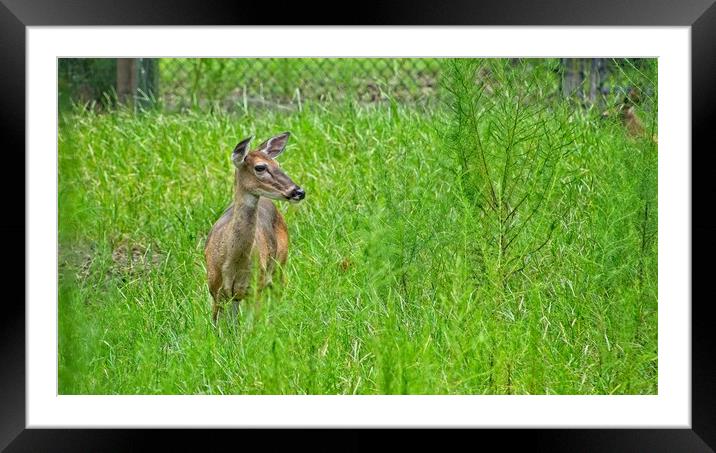 Deer outdoors Framed Mounted Print by Cecil Owens