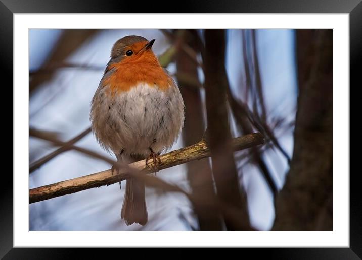 A robin perched on a tree branch Framed Mounted Print by Cecil Owens