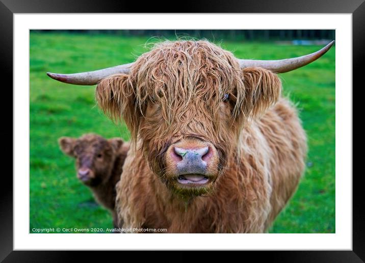 Highland cow  Framed Mounted Print by Cecil Owens