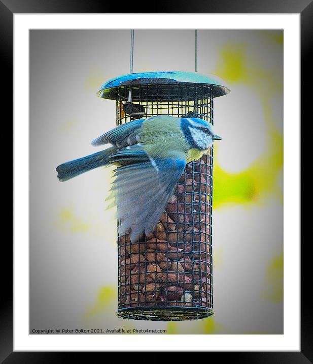 Blue Tit on a garden feeder. Framed Mounted Print by Peter Bolton