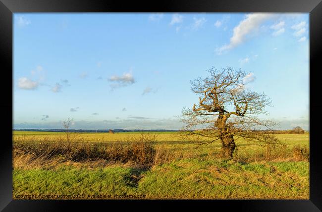 Country hedgerow at Hullbridge, Essex, UK. Framed Print by Peter Bolton