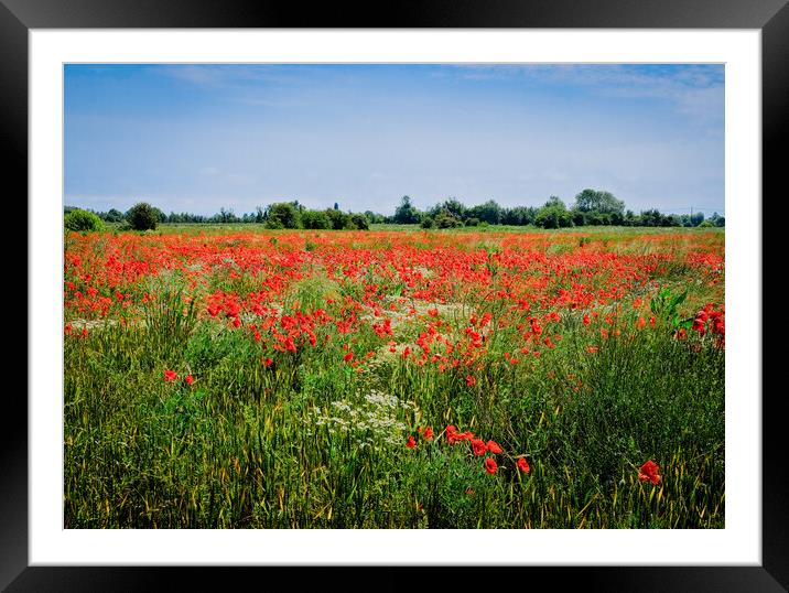 Wild poppies at Wakering, Essex, UK. Framed Mounted Print by Peter Bolton
