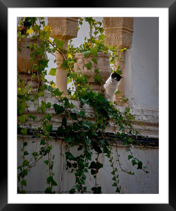 Watching the world go by in the old city, Jerusalem, Israel Framed Mounted Print by Peter Bolton