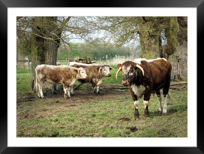 Rare breed cattle at Kentwell, Suffolk, UK Framed Mounted Print by Peter Bolton