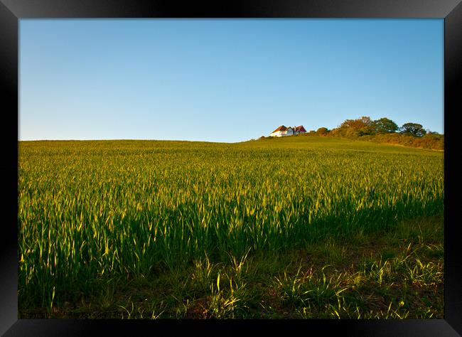 Looking up a hill and wheat field towards a White House and a copse at Leigh on Sea, Essex, UK. Framed Print by Peter Bolton